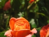 09-rose_0.jpg