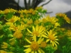 19-daisies-of-the-valley.jpg