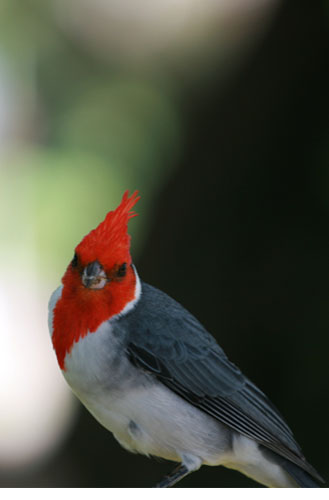 red-crested-cardinal.jpg