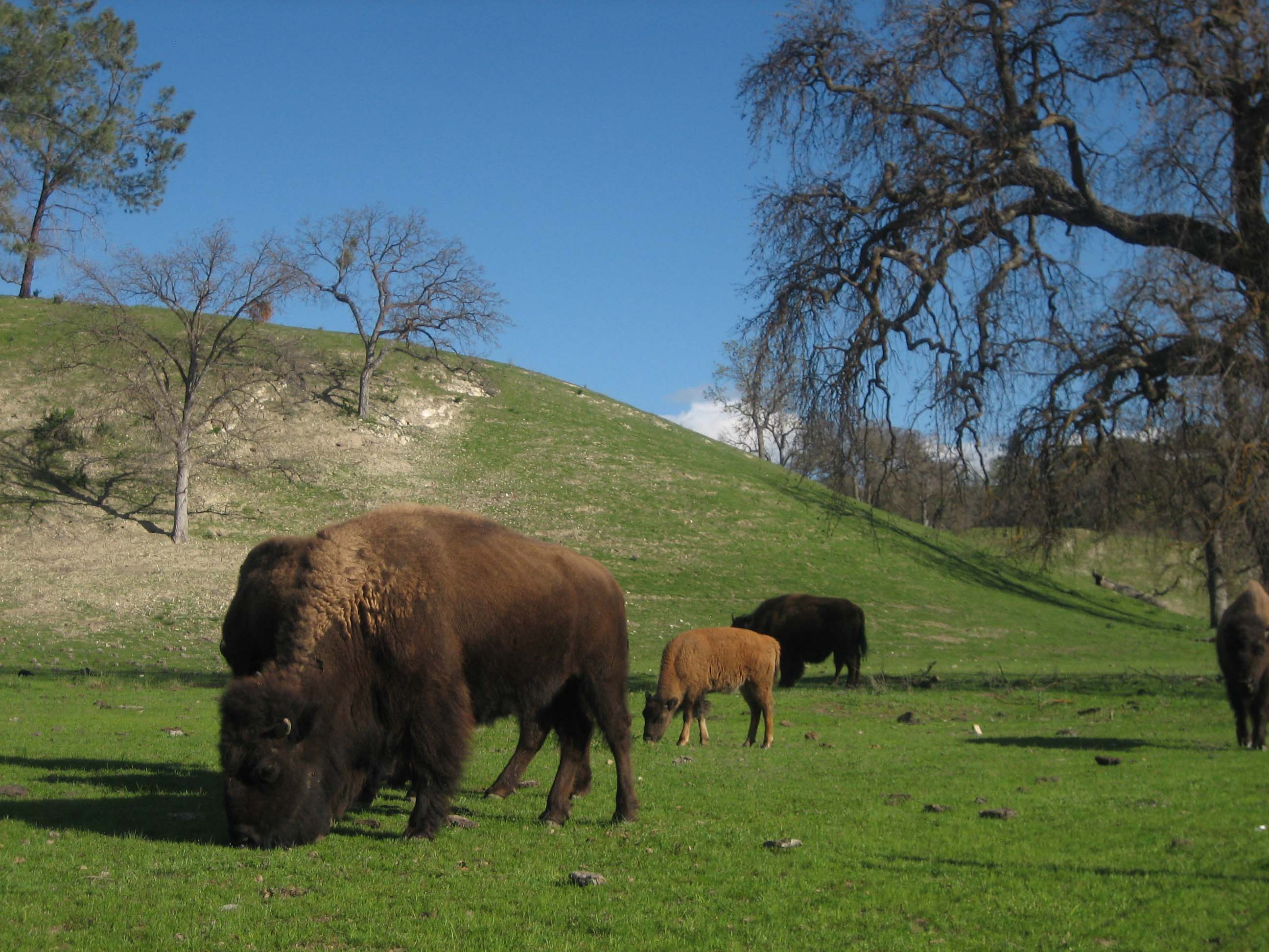 bison-on-route-58.jpg